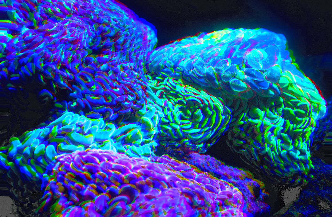 Digitally glitched photo of luminescent underwater coral, in blues, greens and purples