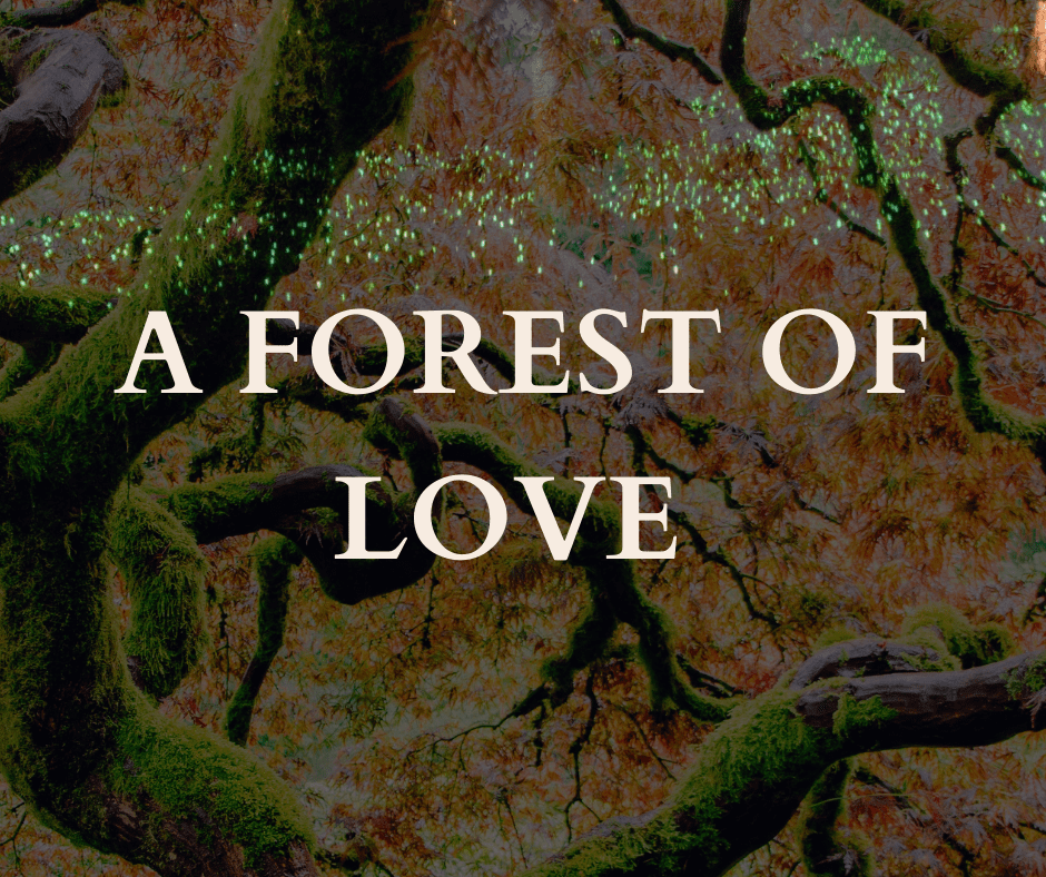 Text over orange and green branches of a large tree, overlaid with a cluster of tiny pale green lights crossing horizontally, reading: A FOREST OF LOVE.
